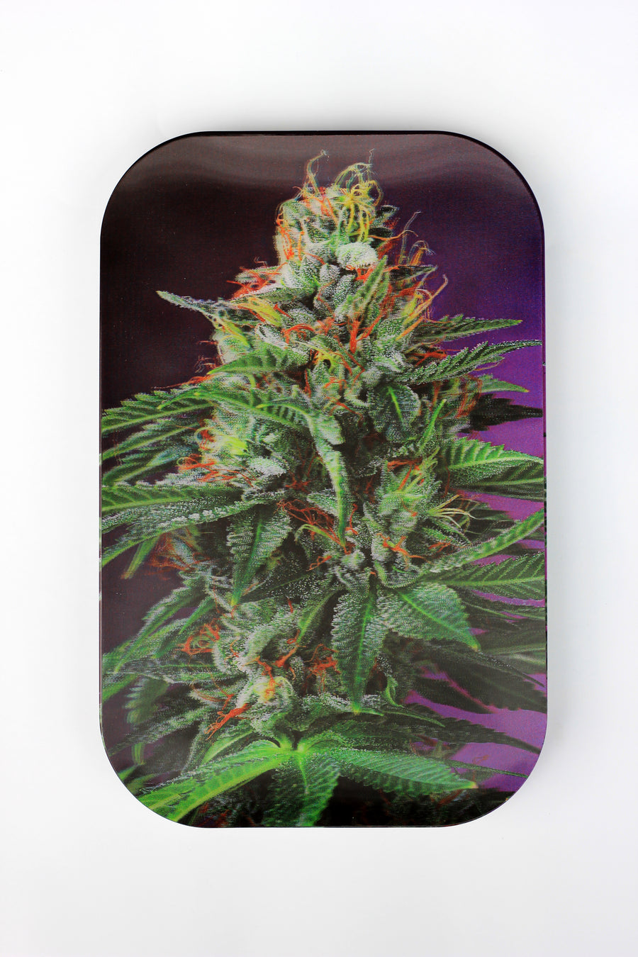 Cannabis