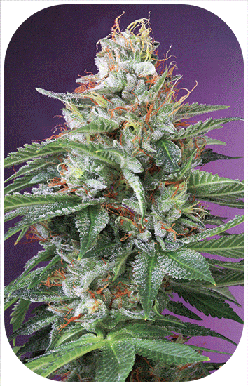 Cannabis