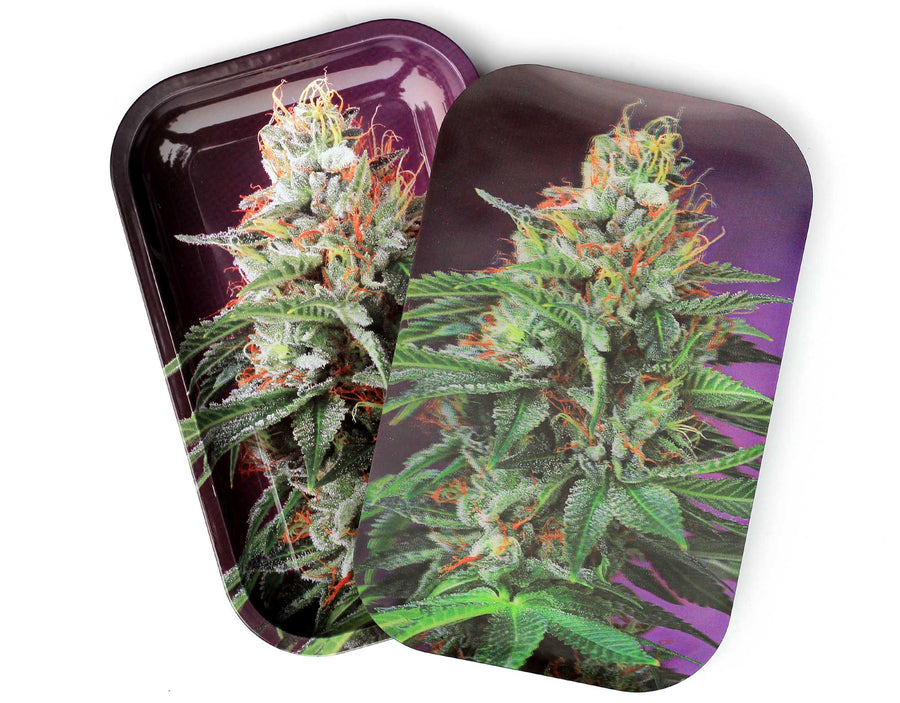 Cannabis